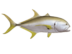 Crevalle Jack